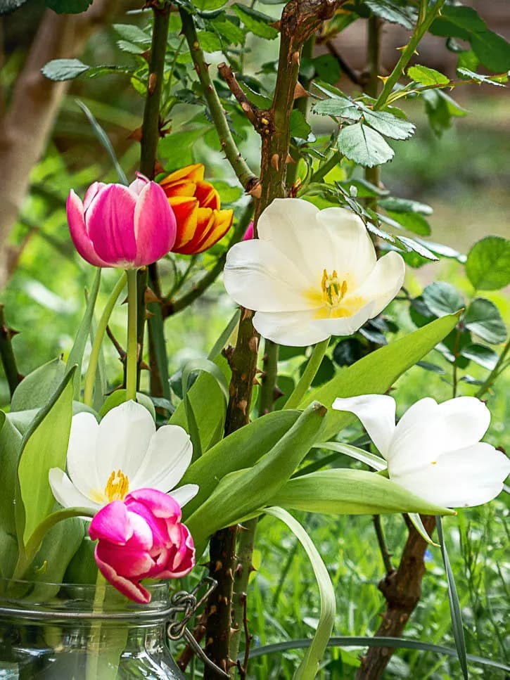 Tulipes