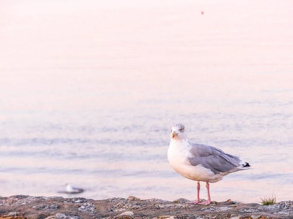 Goeland-Quiberon