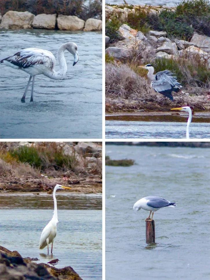 Oiseaux-Peyriac-de-Mer