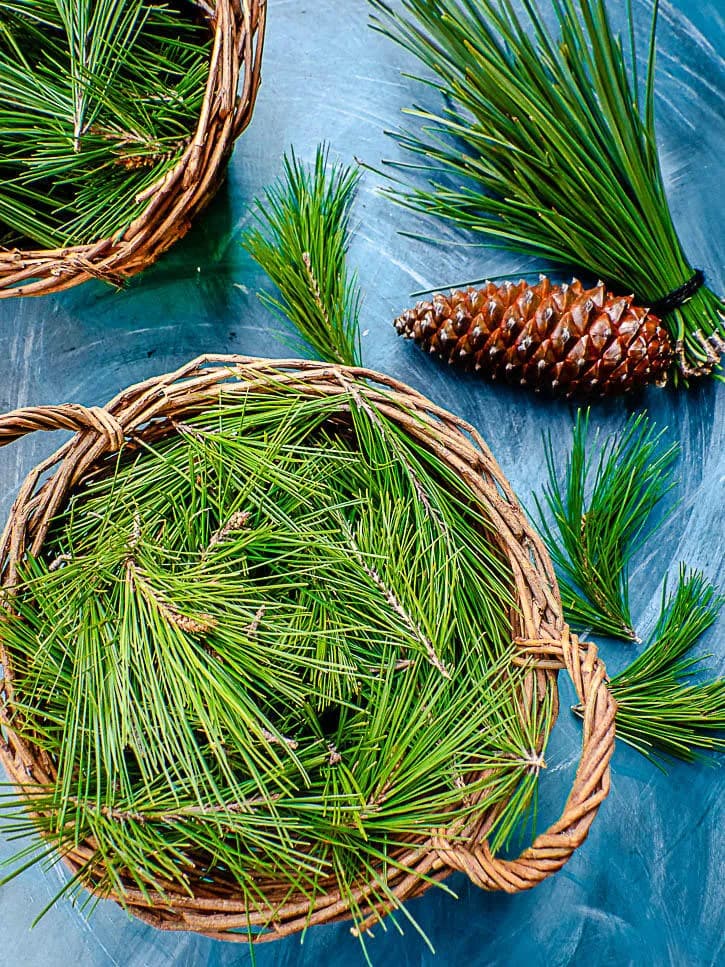 Pousses de pin pour sel aromatisé
