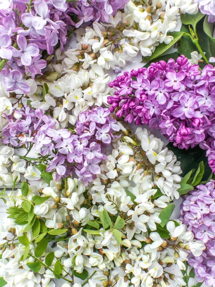 fleurs de lilas et d'acacia