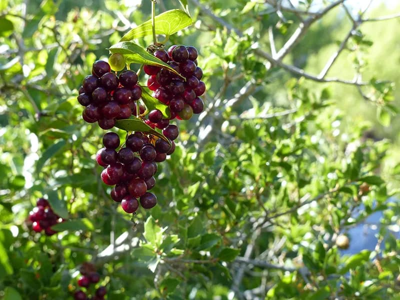 Raisin rouge ombre et lumière