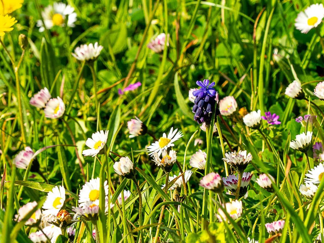 Fleurs sauvages