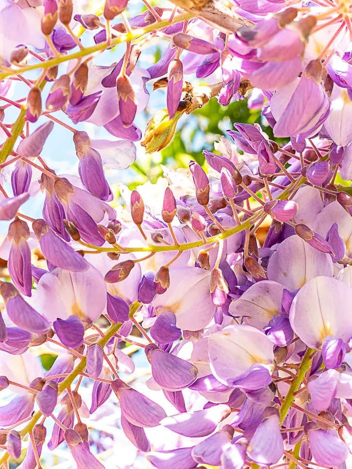 Glycine