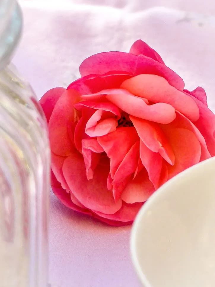 rose du jardin