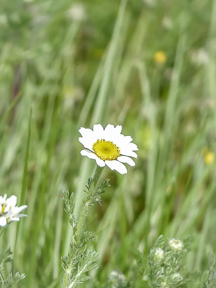 Camomille fleurs comestibles