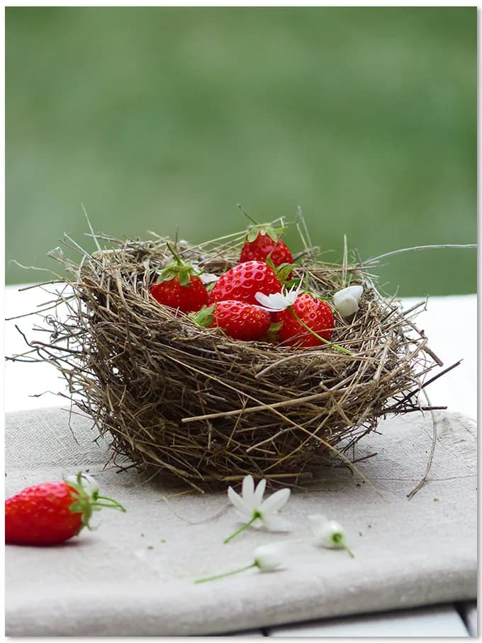 La fraise ( Fragaria )