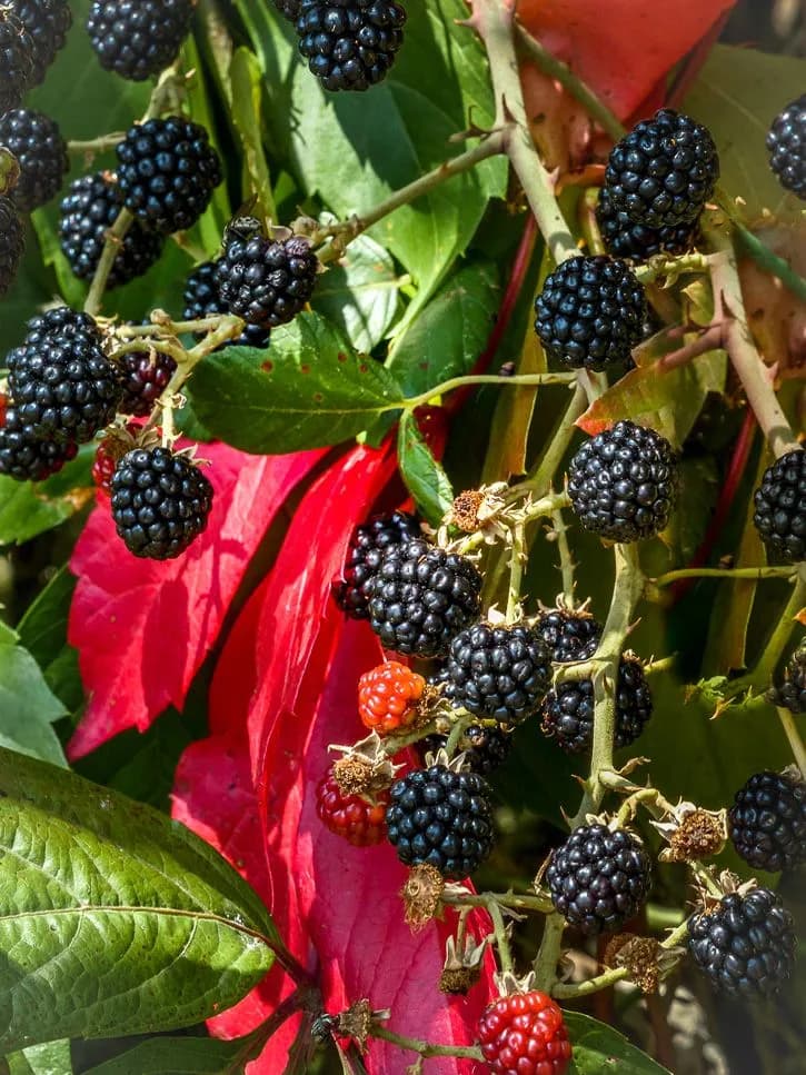 La mûre sauvage (Rubus caesius L.)