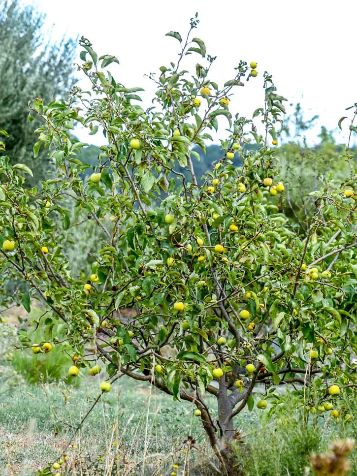 Pommier