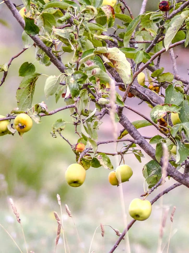 pommier