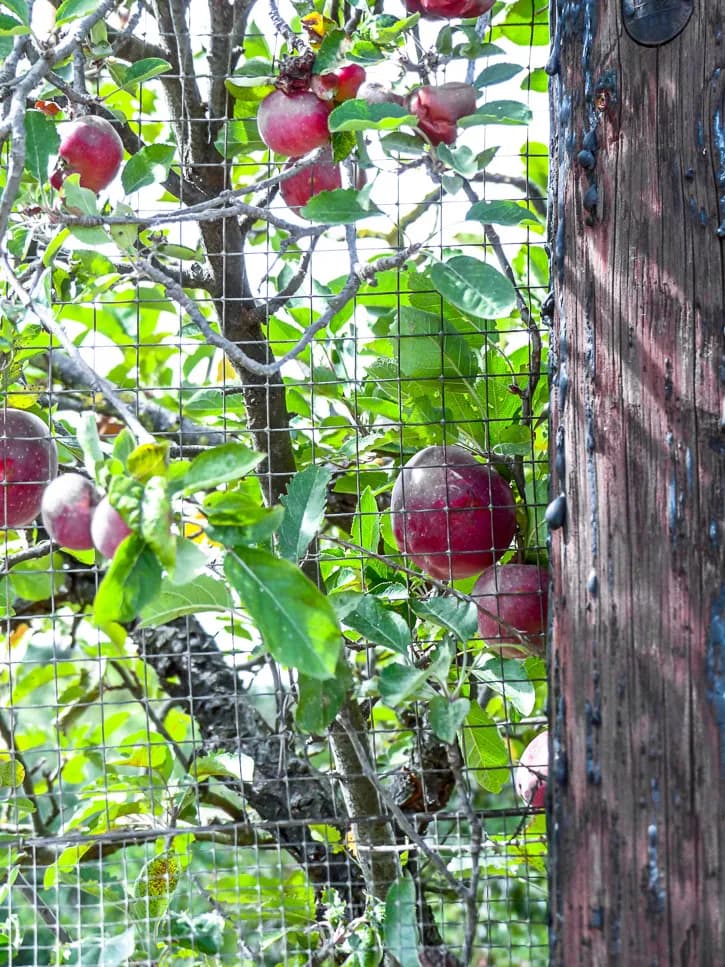 Pommier