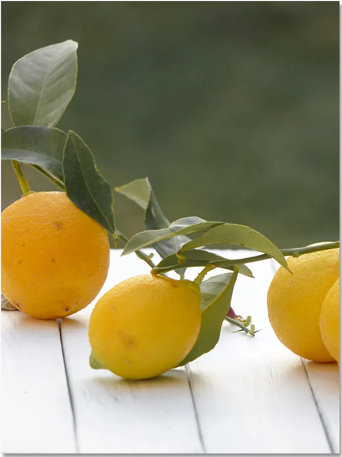 Le citron (Citrus limon L.)