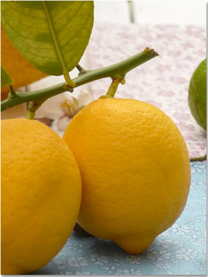 Histoire du citron