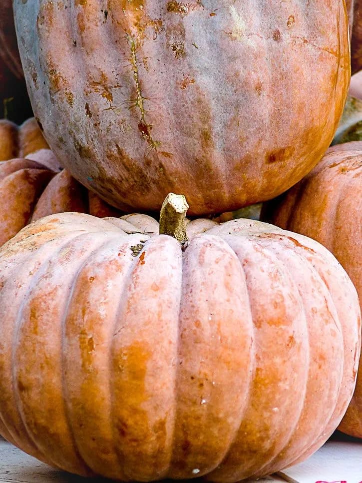 Le potiron (Cucurbita maxima)