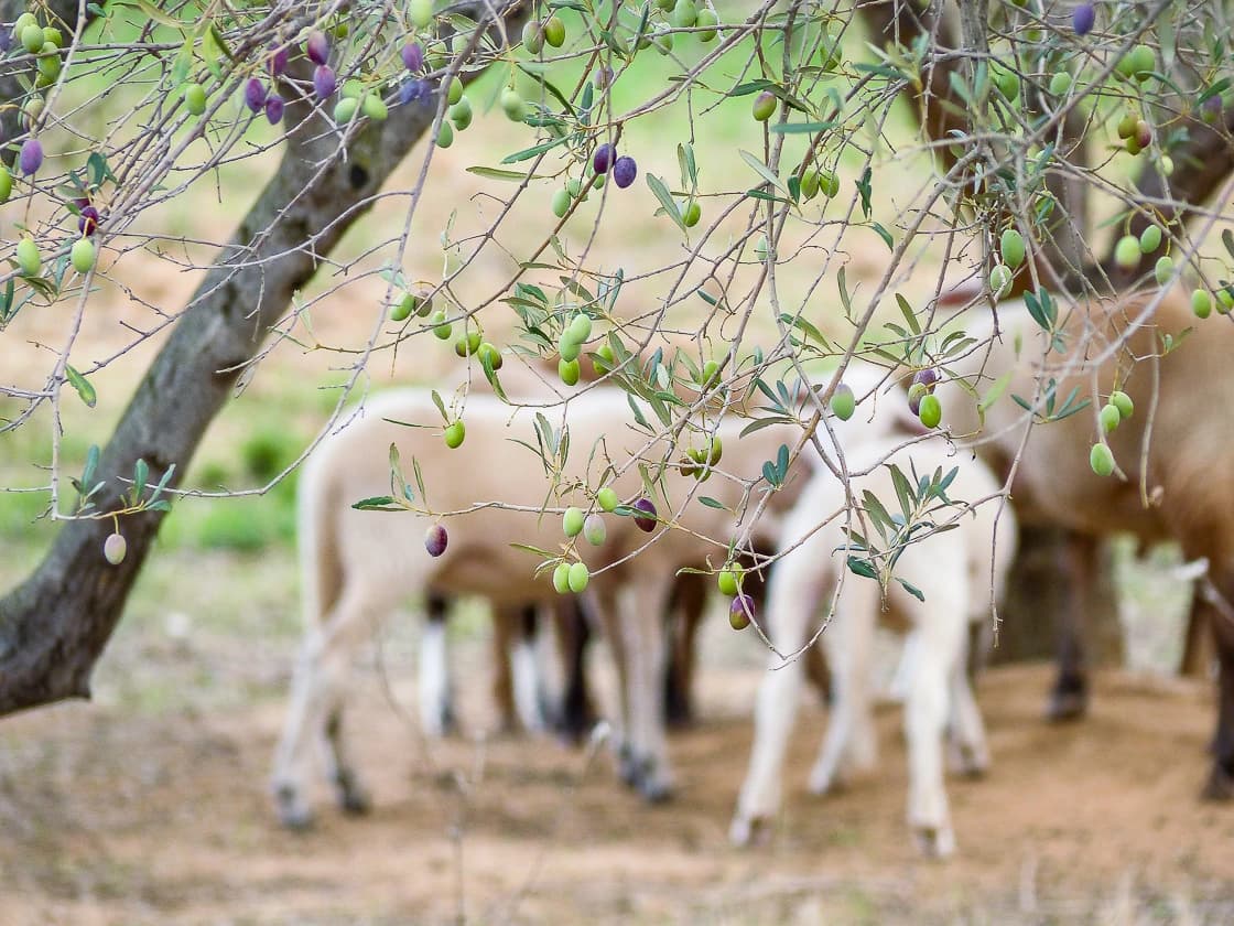 Brebis dans un champ d'oliviers en Provence blanche