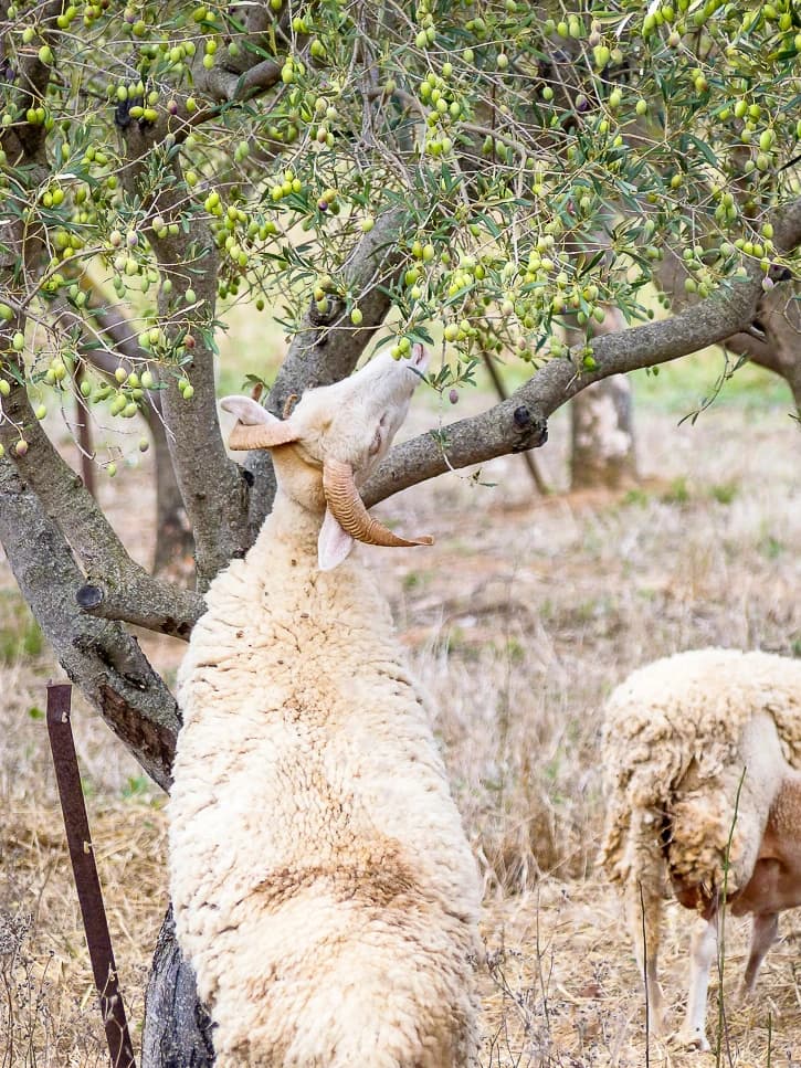 Brebis dans un champ d'oliviers en Provence