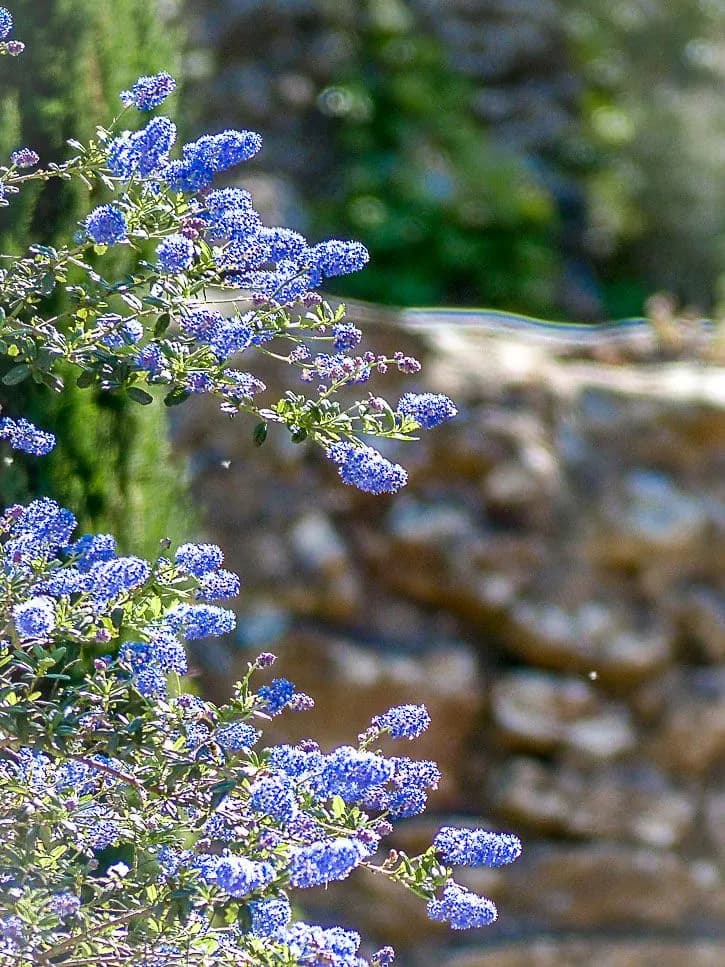 Abbaye de Fontfroide, flore et architecture