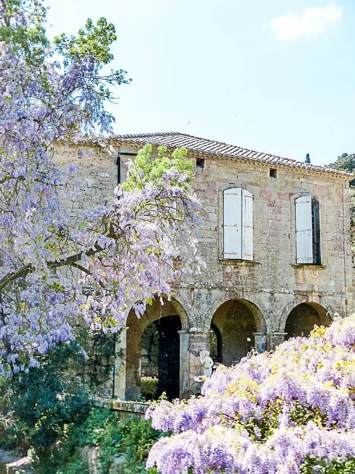 Lilas cour abbaye de Fontfroide