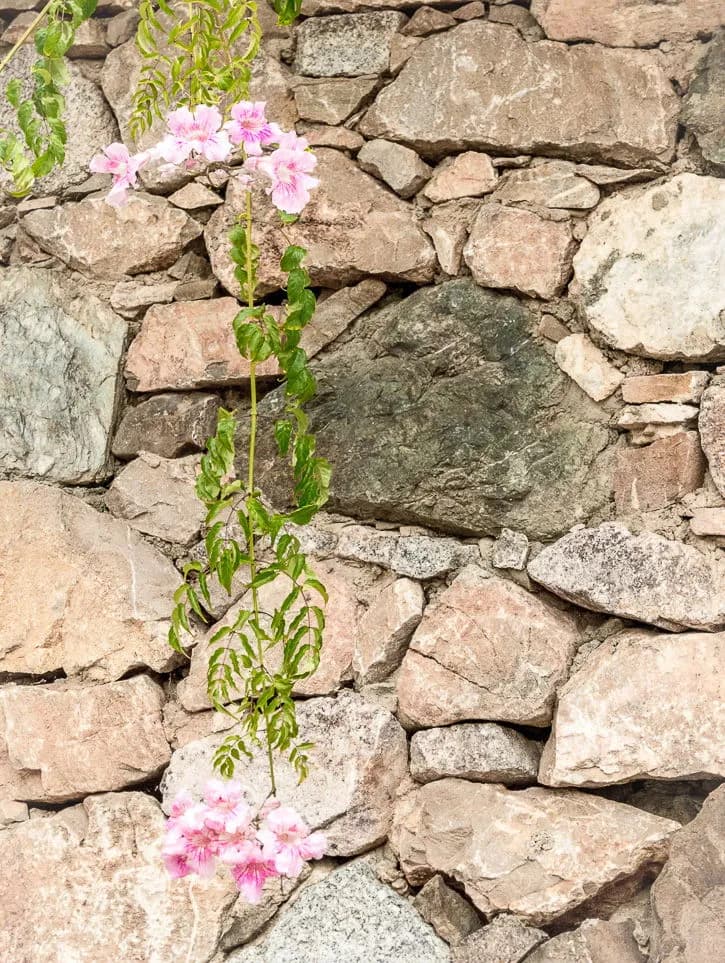 fleurs à Tamariu en catalogne