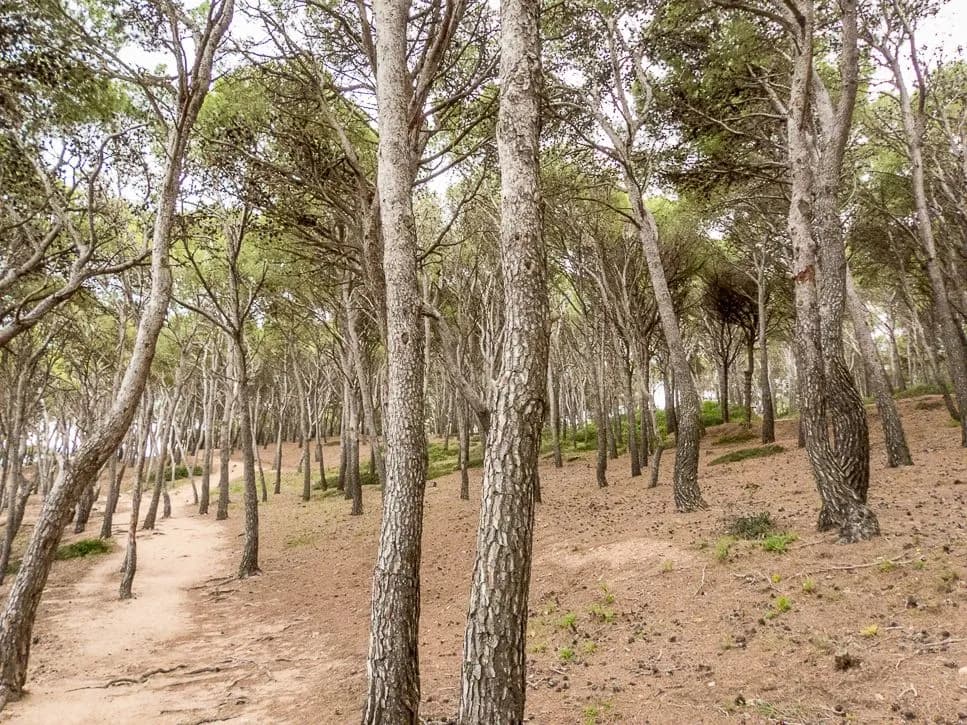 pinède de tamariu