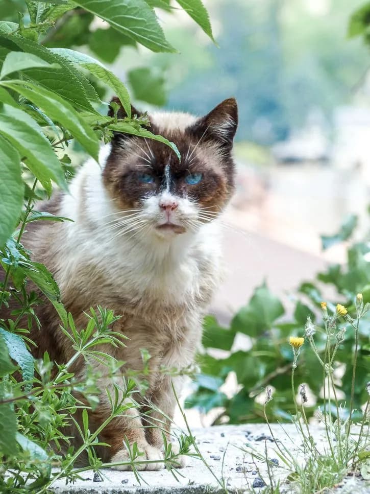 Chat de Saint-André-de-Valborgne