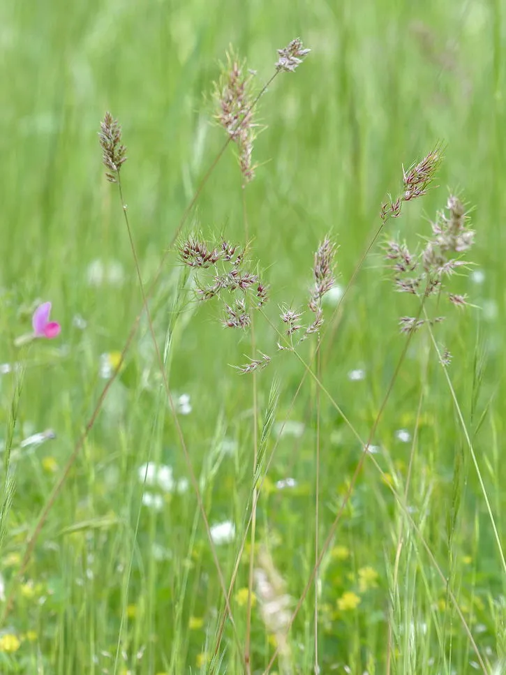 Fleurs Cévennes
