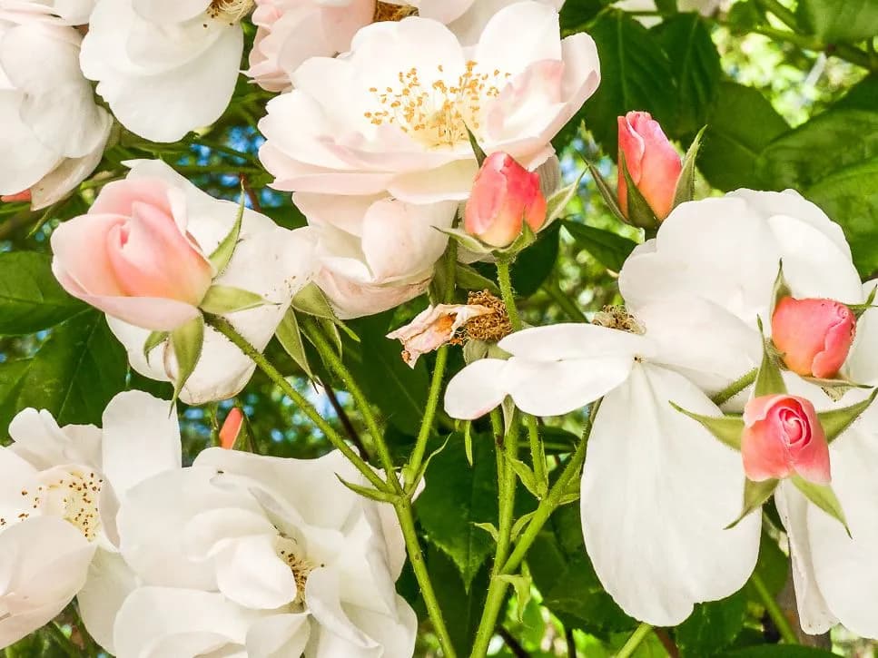 Rosier de la Bambouseraie