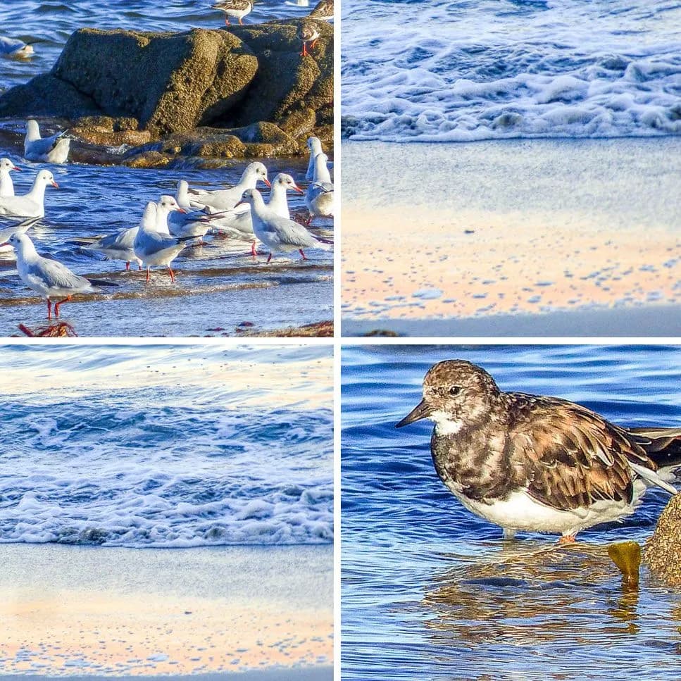 Oiseaux marins