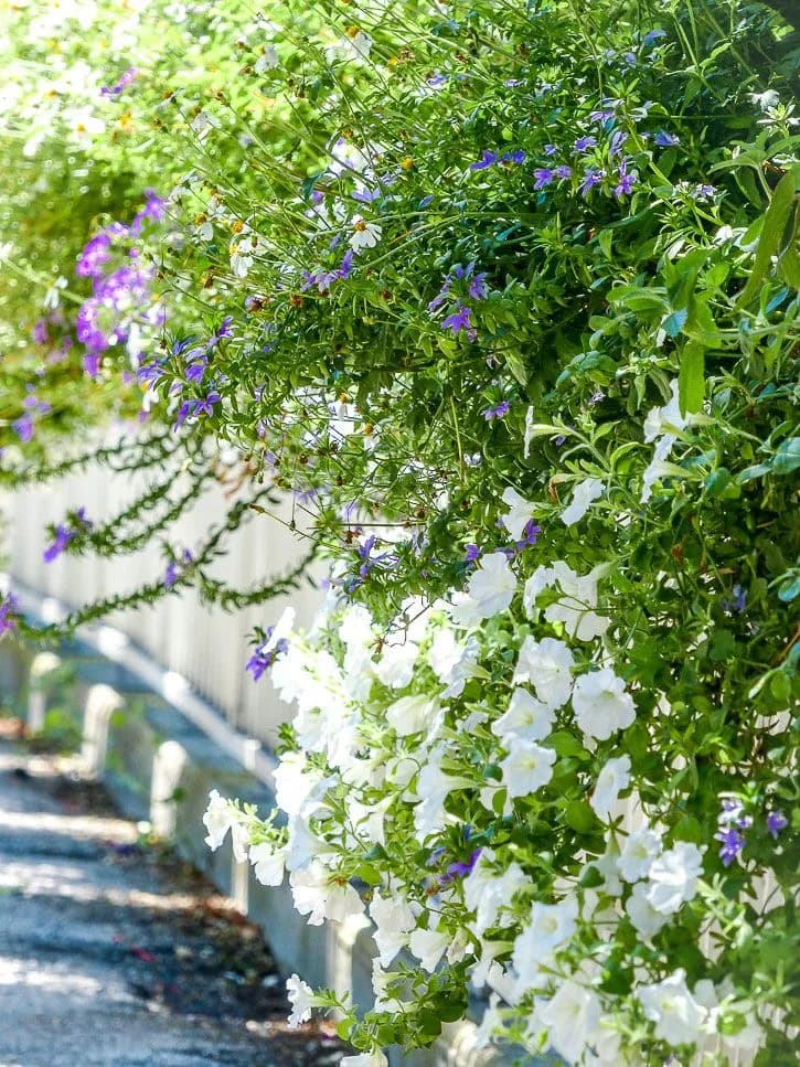 Fleurs de la ville de Narbonne
