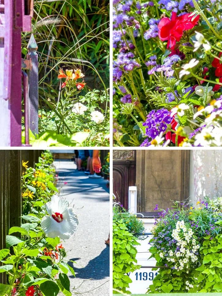 Les fleurs de la ville de narbonne