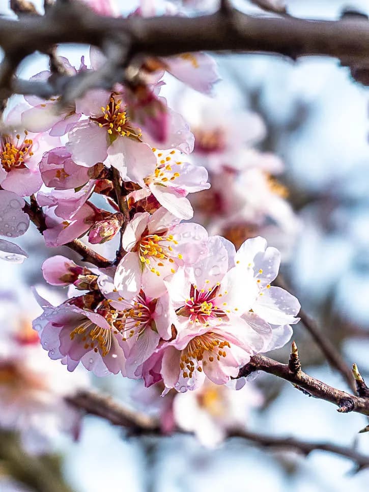 petits plaisirs, les amandier en fleurs