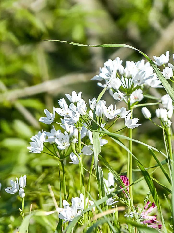 Fleur du printemps