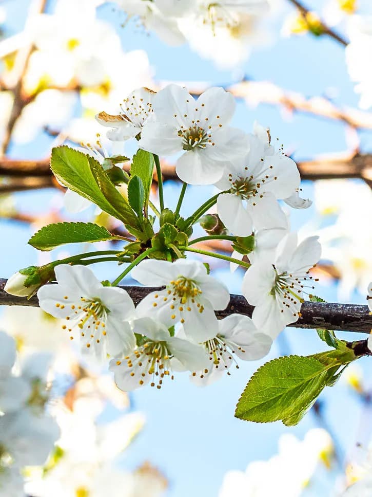 60 petits plaisirs de printemps