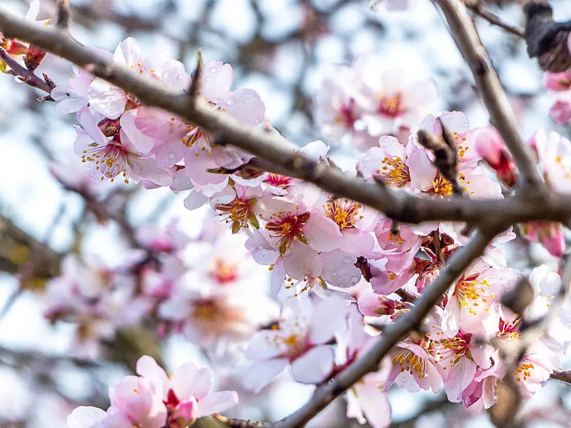 Petits plaisirs de printemps