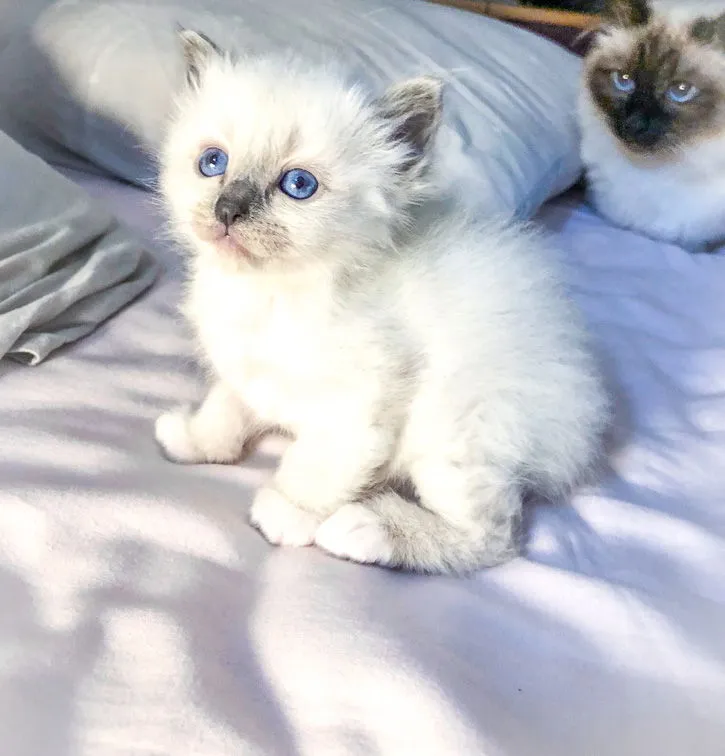 Hygge,le chaton de Léa