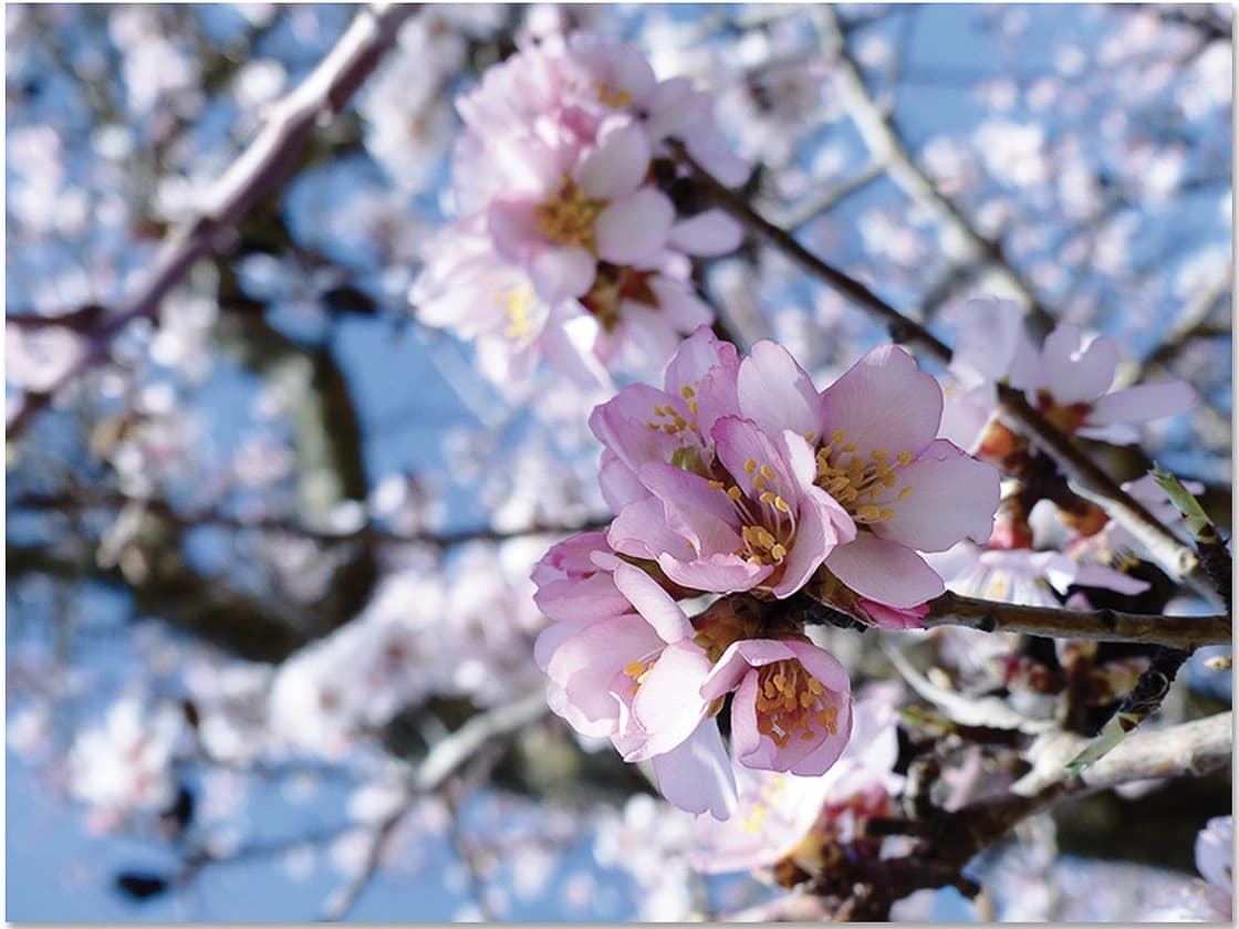 Branche d'amandier en fleur
