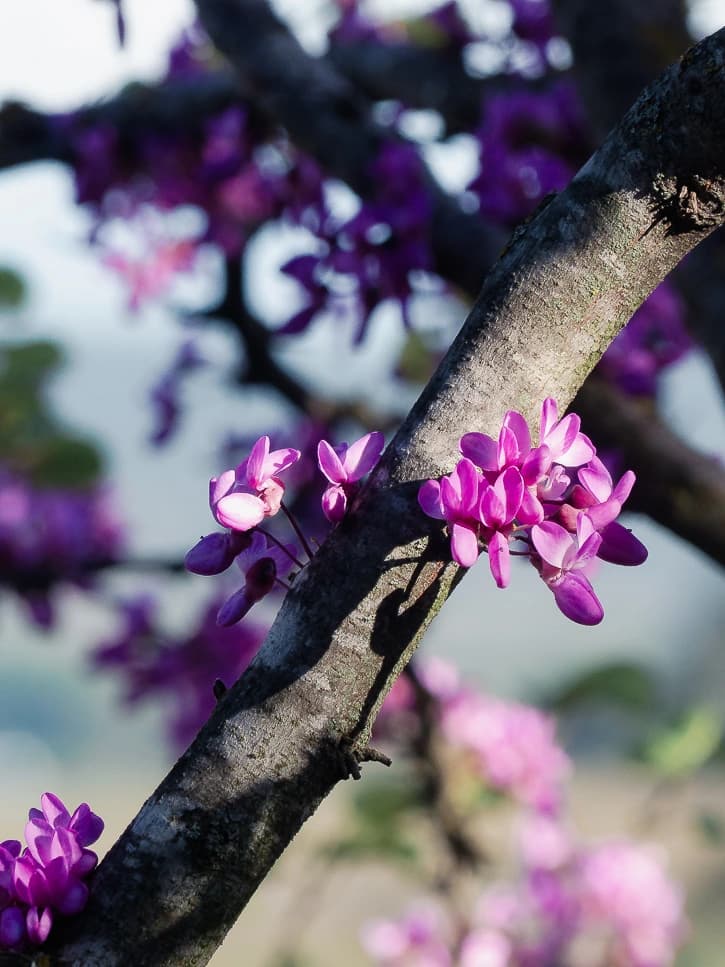 Branche d'arbre de Judée en fleur