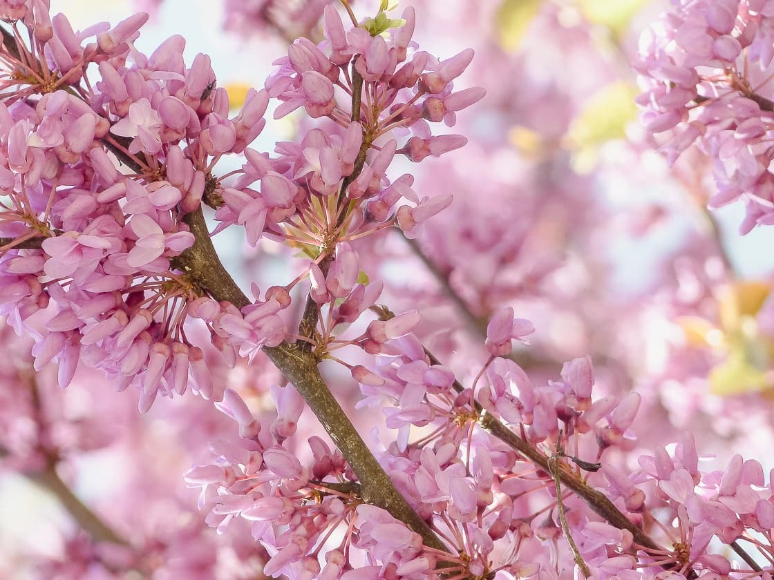 Branche d'arbre de Judée en fleur