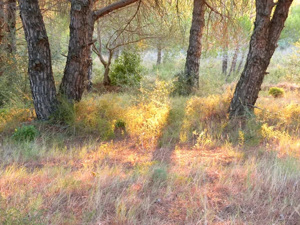 Arbres au lever du soleil