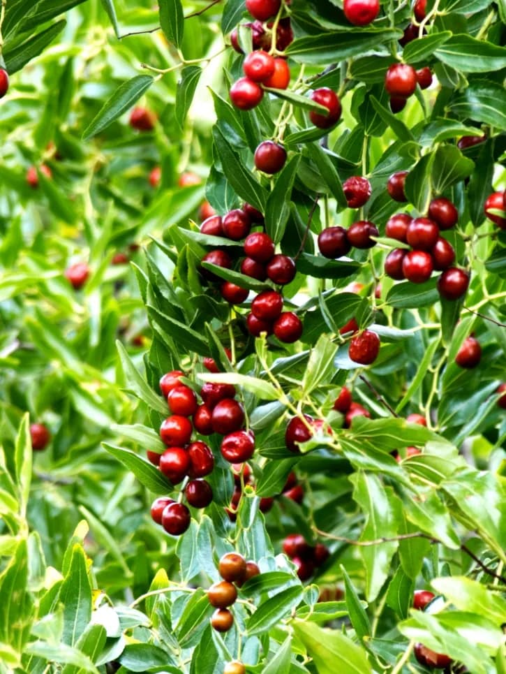 jujubes d'octobre, les plaisirs d'automne