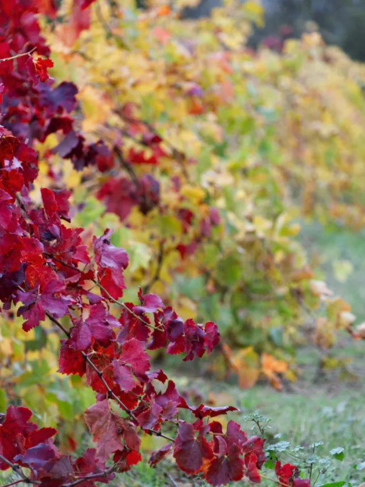 plaisirs d'automne, la vie rouge