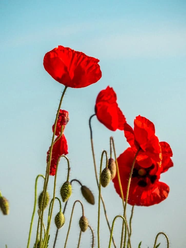 Coquelicot