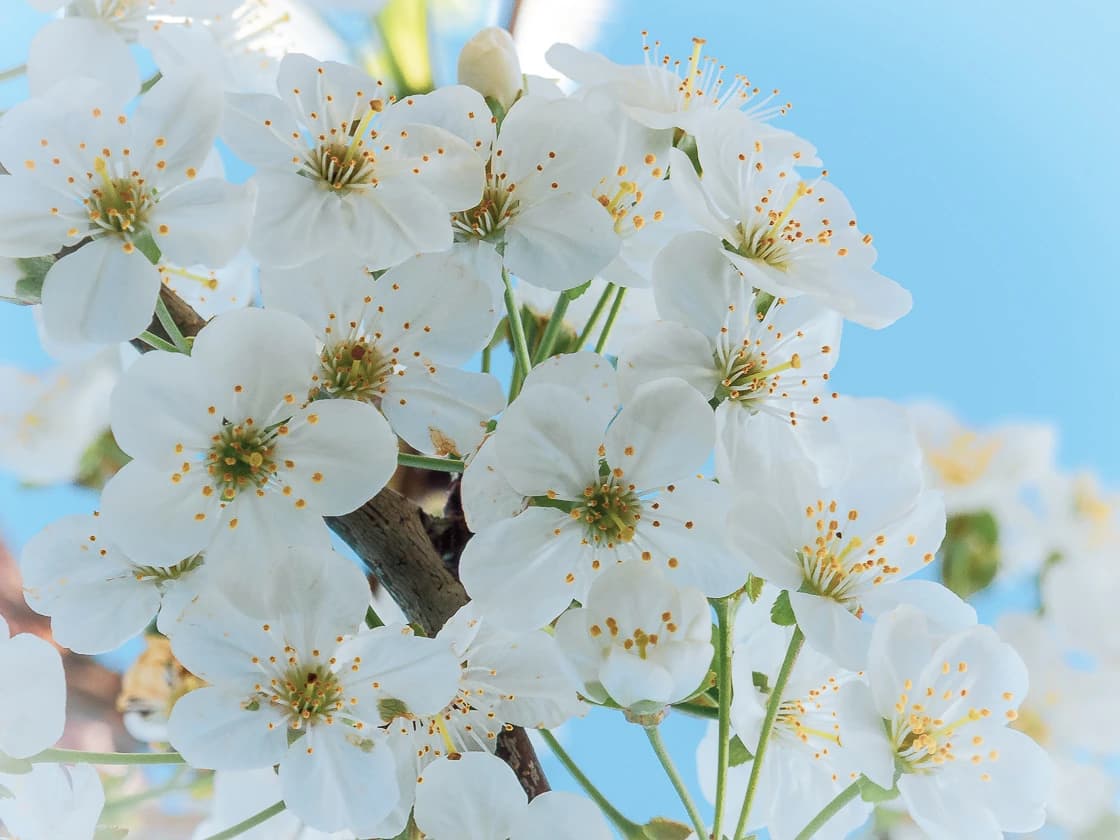 Branche de cerisier sauvage en fleur