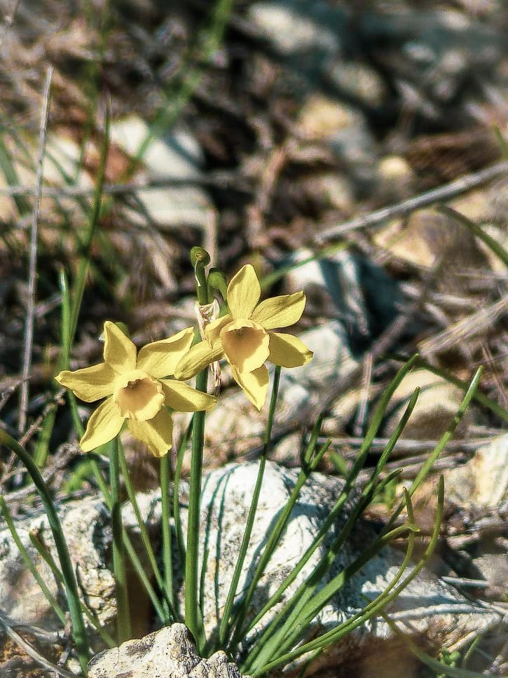 Jonquilles sauvages