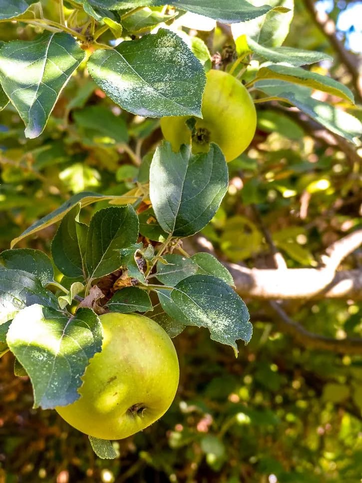 bienfaits du vinaigre de cidre