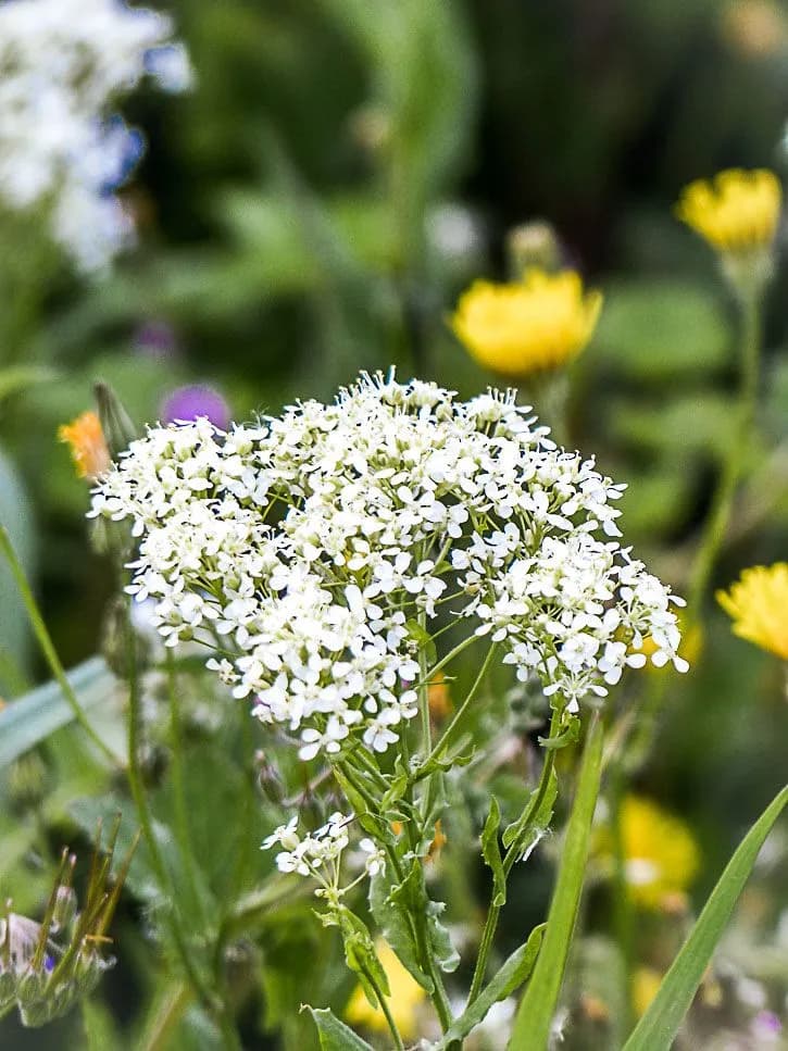 fleur comestible brocoli sauvage