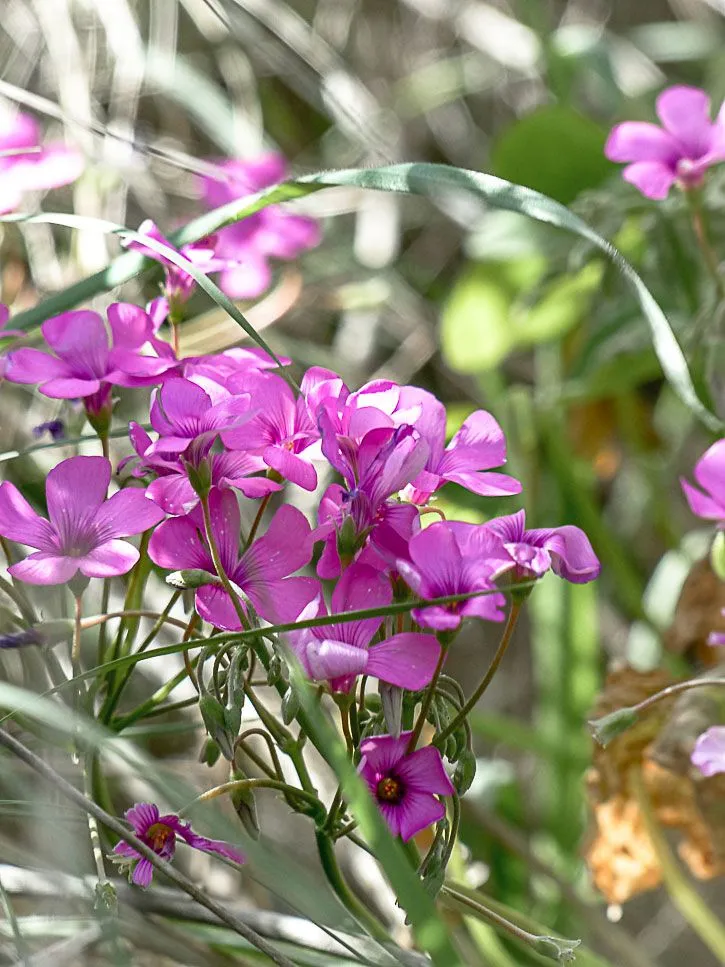 Quelques fleurs comestibles à découvrir