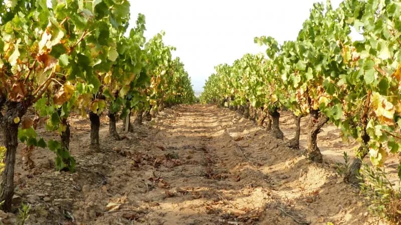 Le raisin (Vitis Vinifera), thème du mois d'octobre