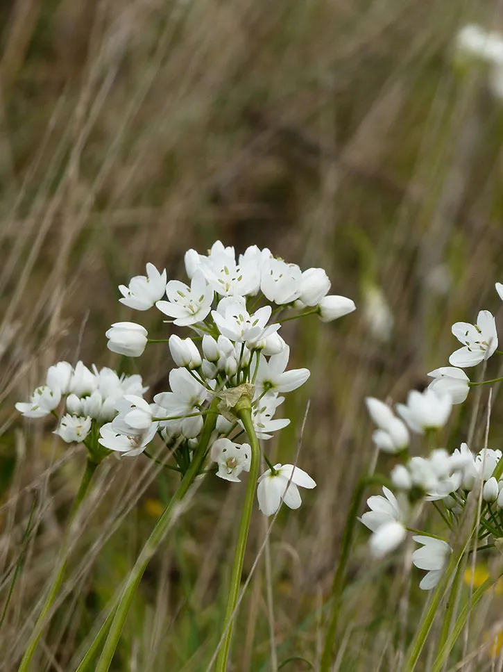 Les plantes sauvages comestibles
