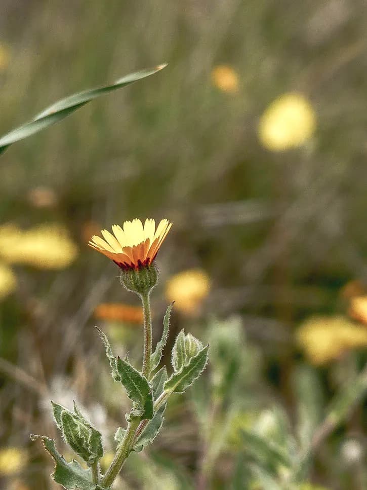 Plantes sauvages comestibles, Fleur de souci